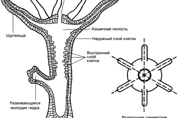 Кракен даркент